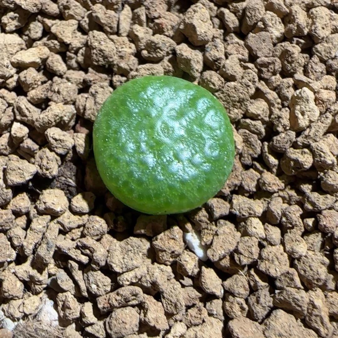 肉锥多肉植物组合-青团461