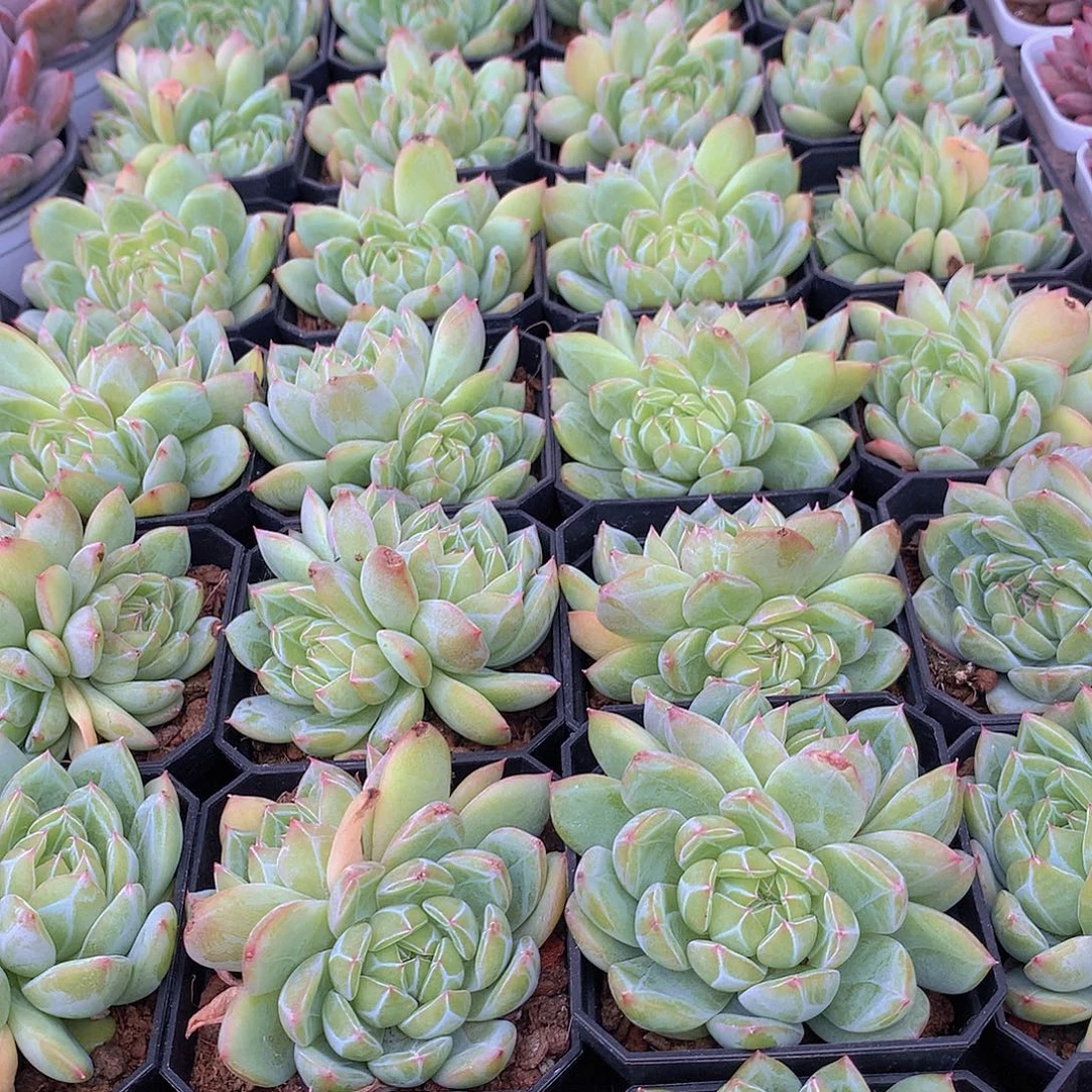 双头雪花珍妮46678999000