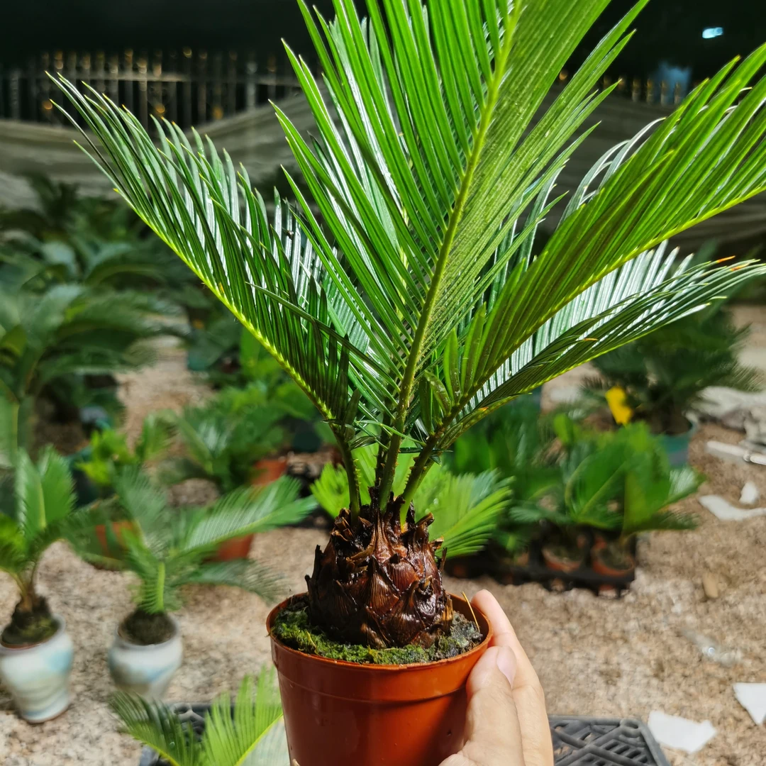 铁树红头苏铁盆栽绿植禅意客厅植物四季常青好养易活