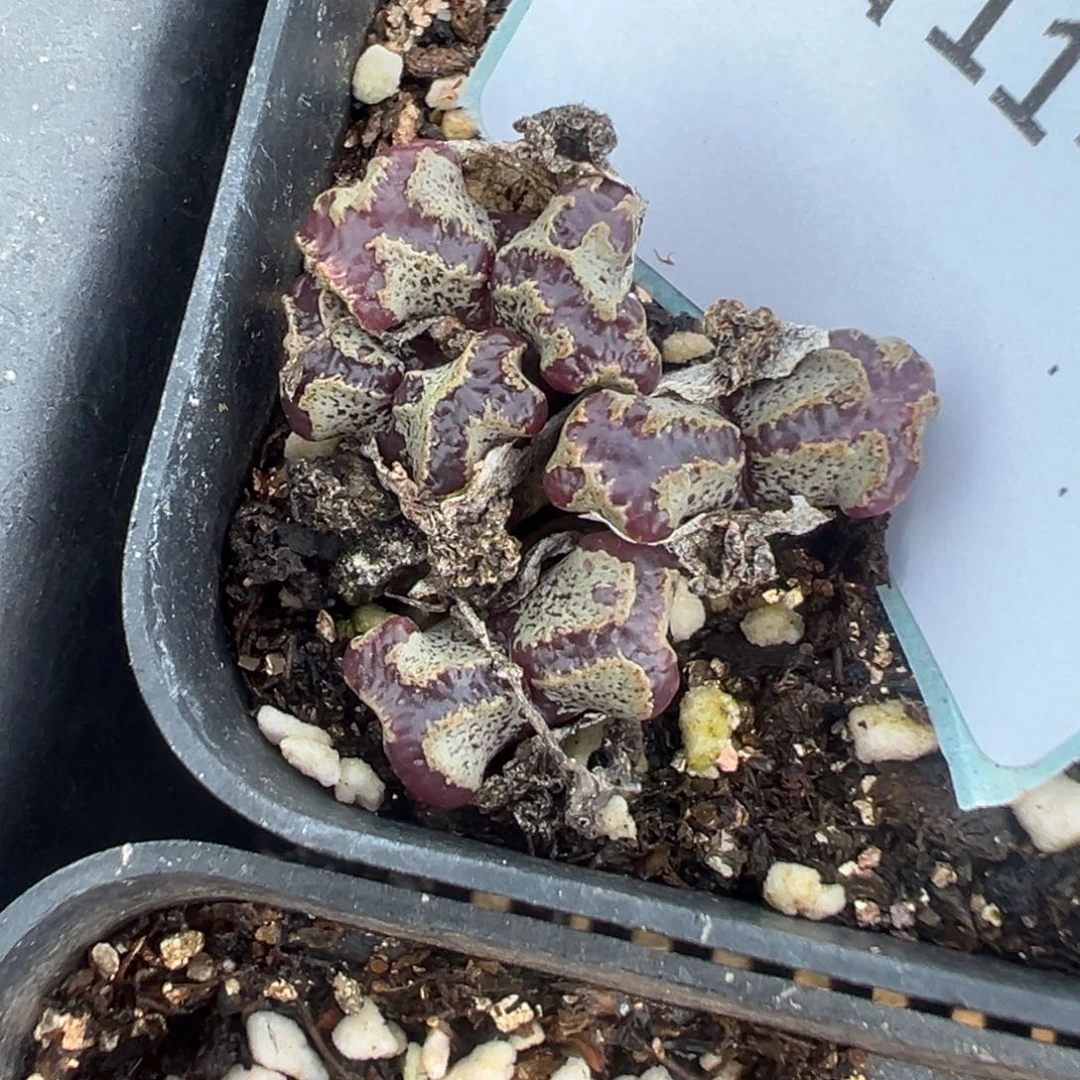 11-224肉锥多肉植物