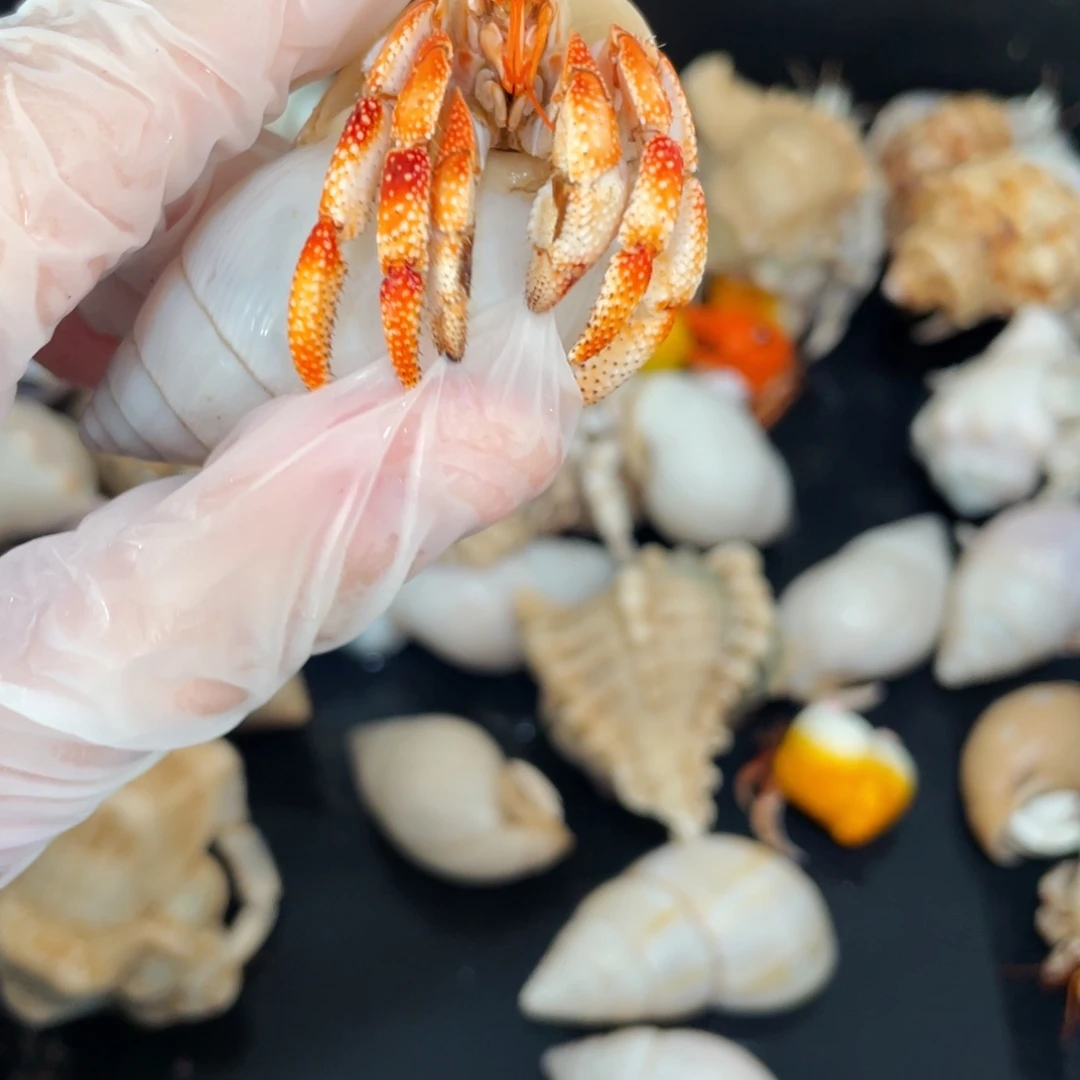 蜗居异宠寄居蟹9306