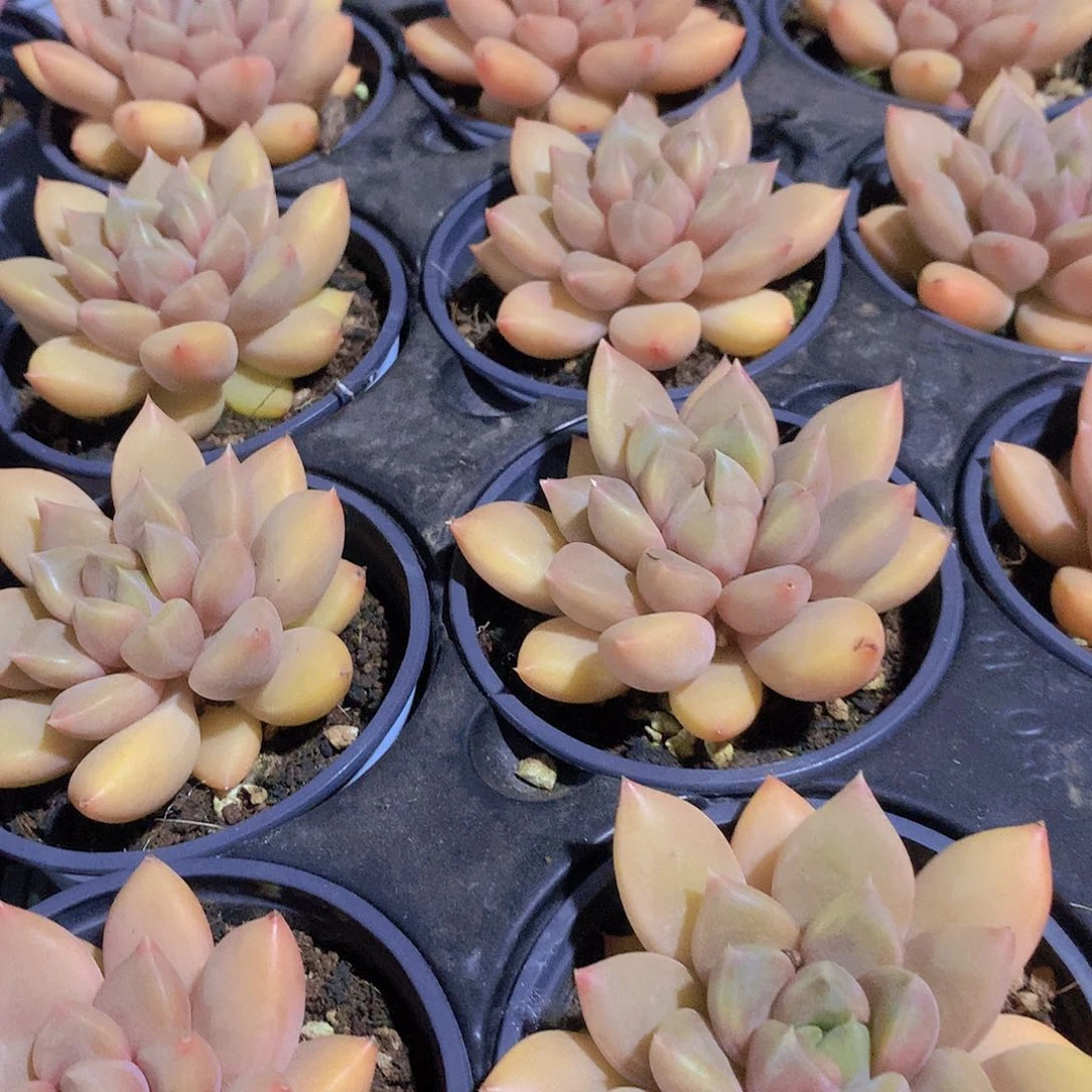 红象牙单头23456899900000