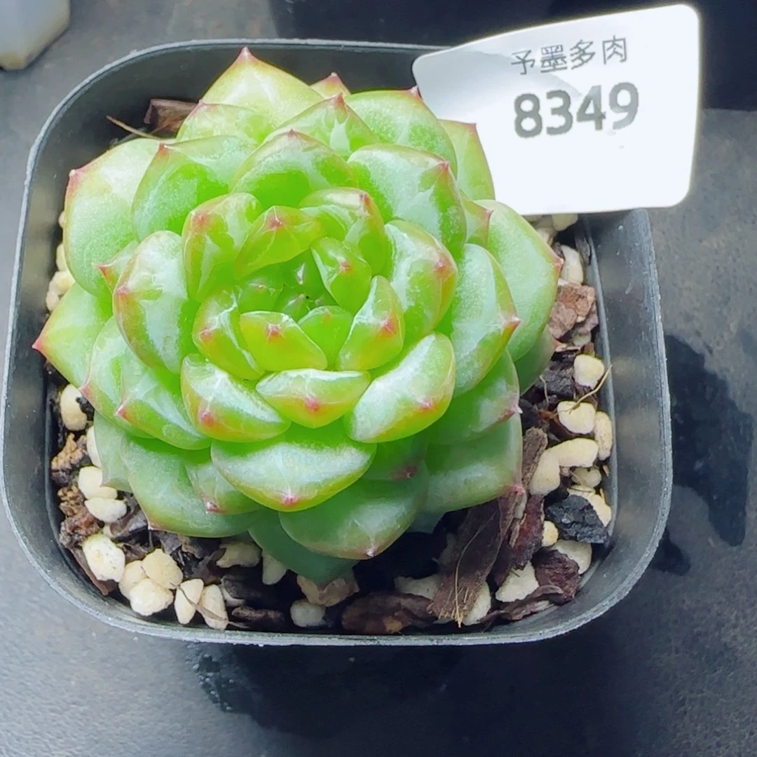 浮橘，8349多肉植物