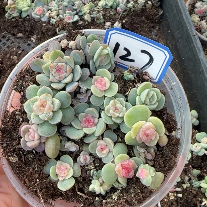 127绝绝子多肉植物一盘