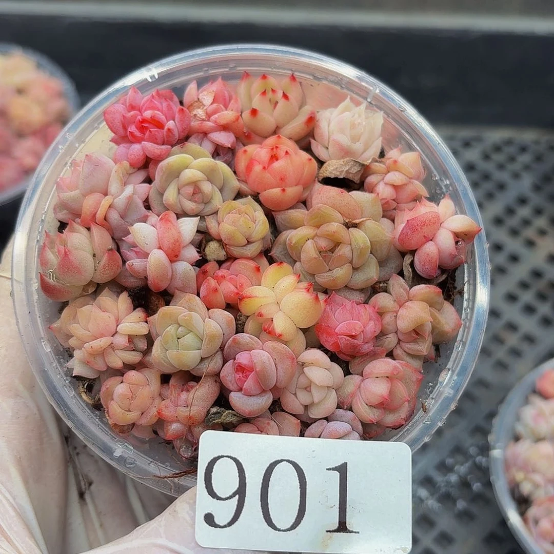 多肉植物多肉植物901