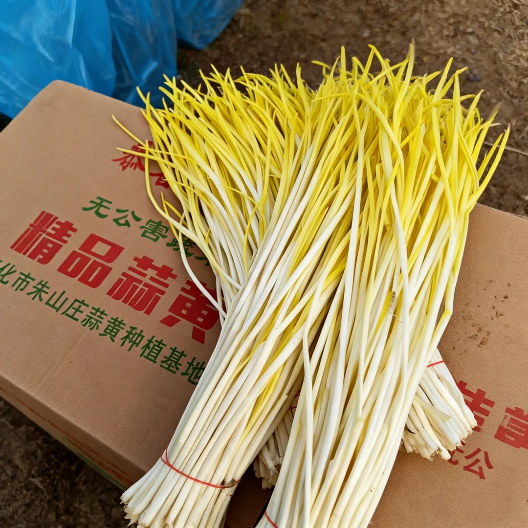 遵化新鲜头茬蒜黄当季蔬菜大蒜幼苗产地直发