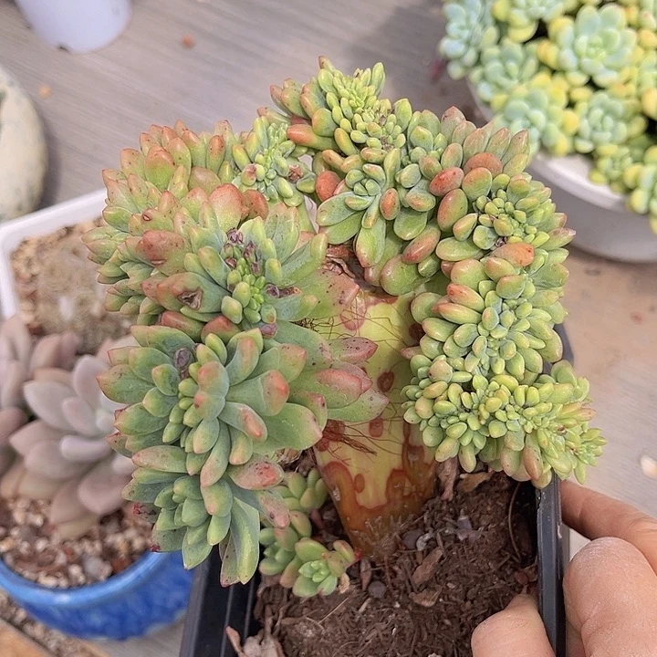 香奈儿缀处理2527多肉植物