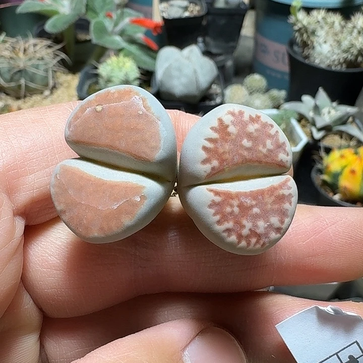 131红窗2个一份脱土发货