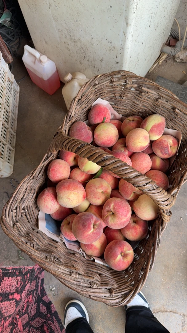 【池上鲜桃】现摘新鲜脆甜水蜜桃当季应季水果