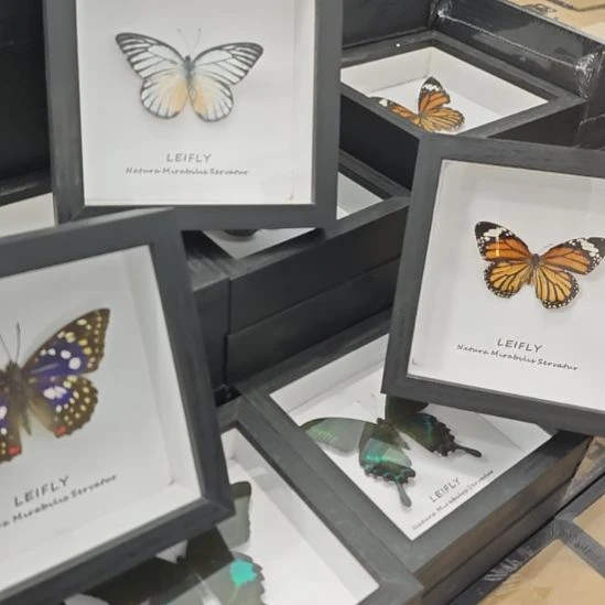 蝴蝶标本随机四个厚黑框