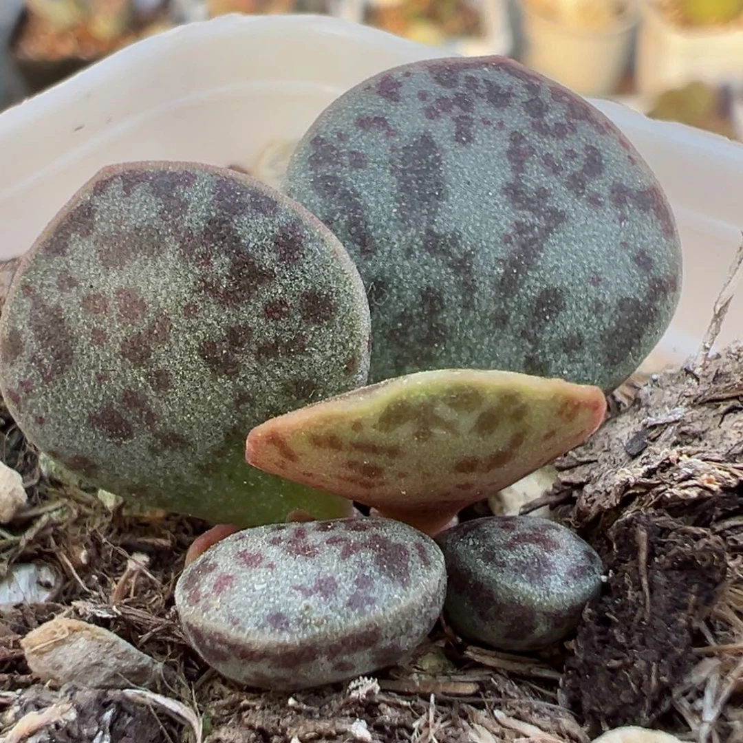 花蛋多肉植物水泡