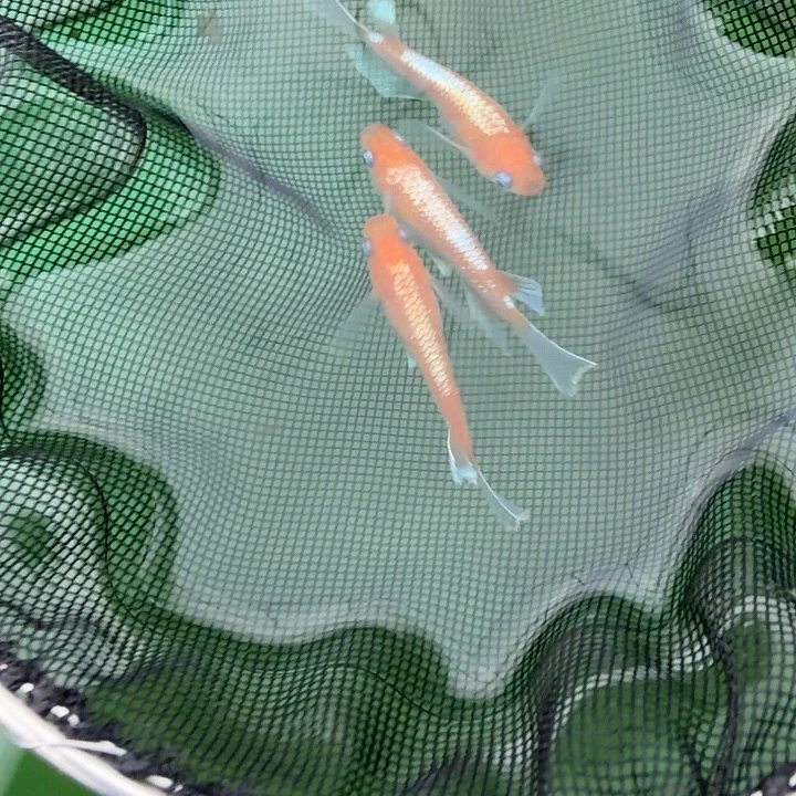 青鳉鱼编号 30 林血红赤壁真长鳍一对