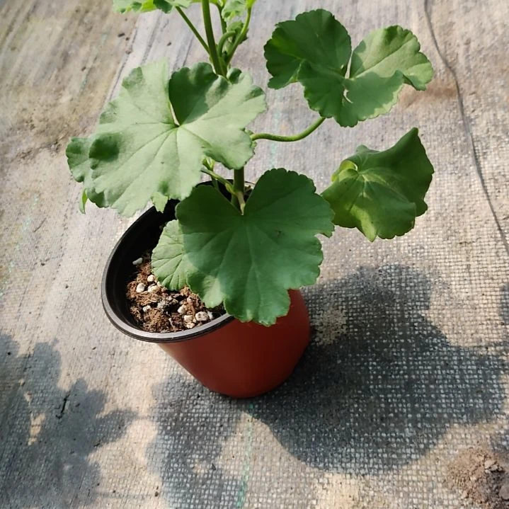 当前无花栽培后可以开花
