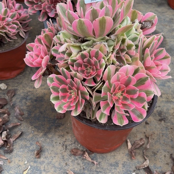 瑞妈多肉园艺585女巫