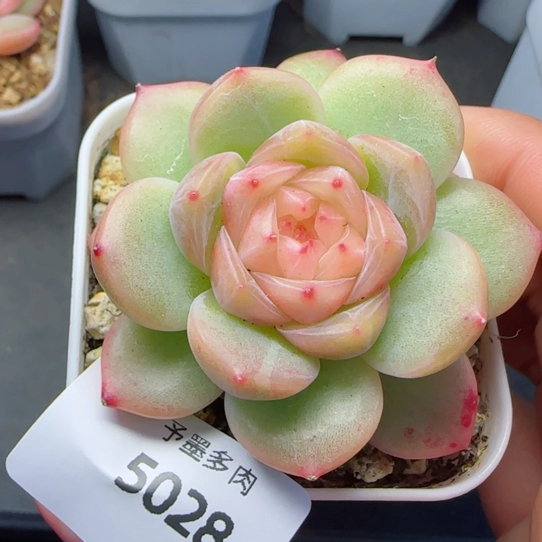 胭脂珍妮，5028多肉植物