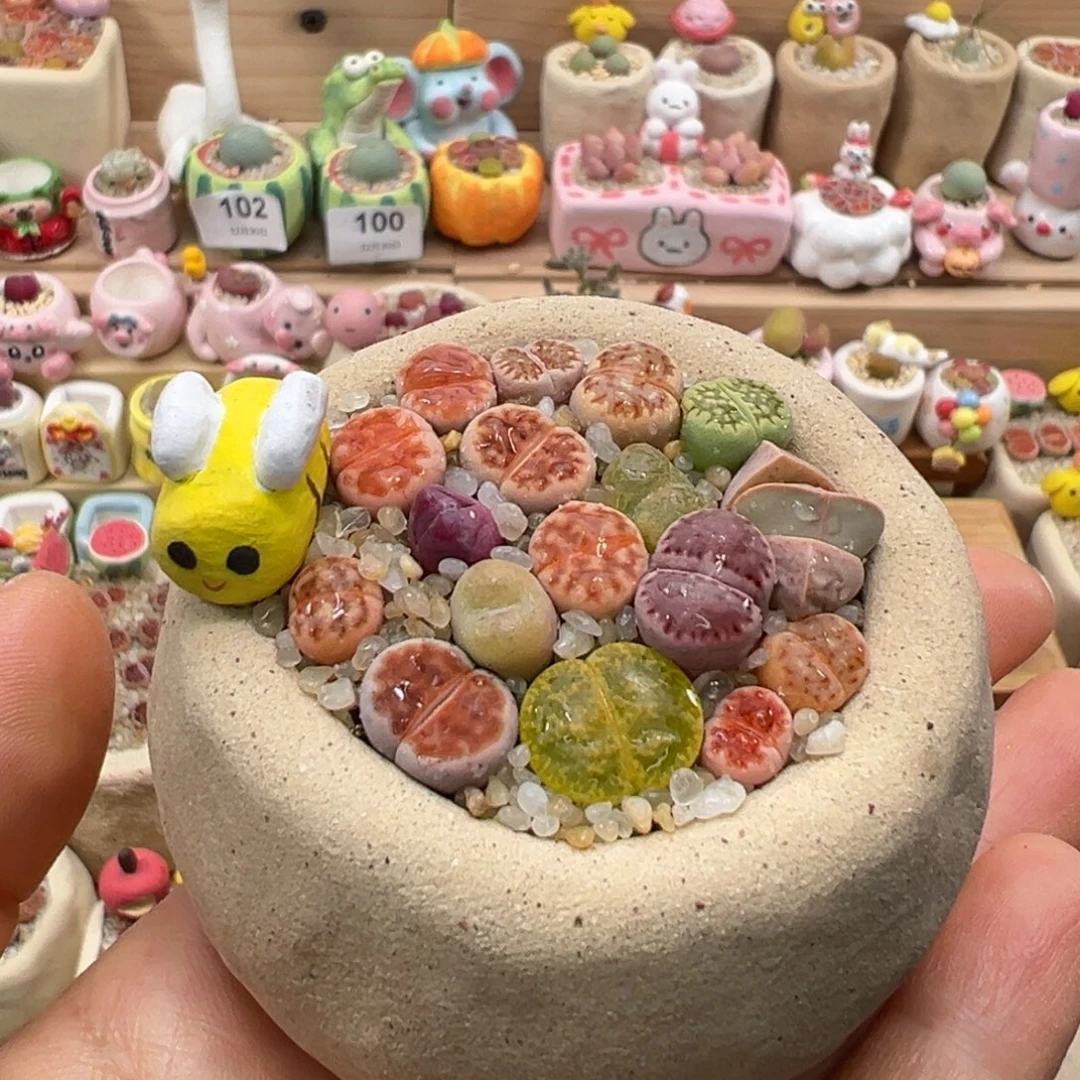 多肉植物135号彩色