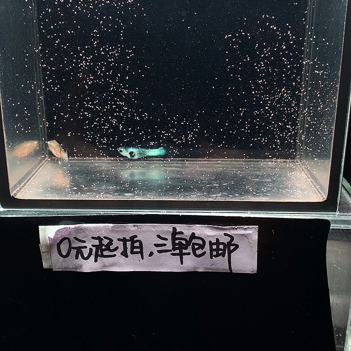 孔雀鱼大耳熊猫一对