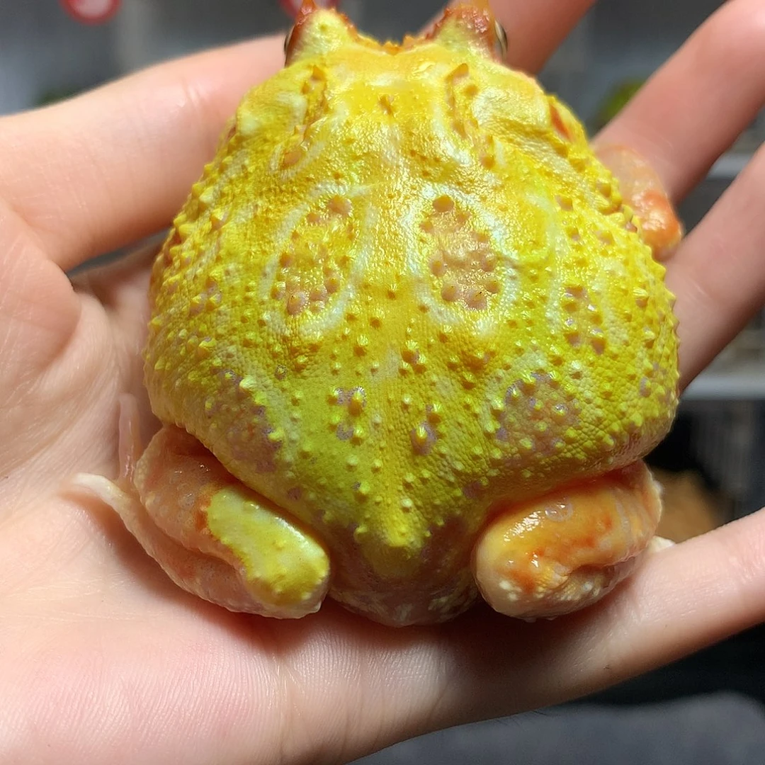 角蛙2968黄金黄金黄金