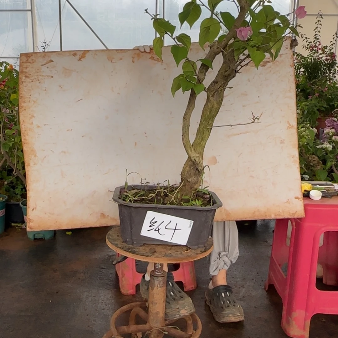 大部分花苞少量开放绿樱  4