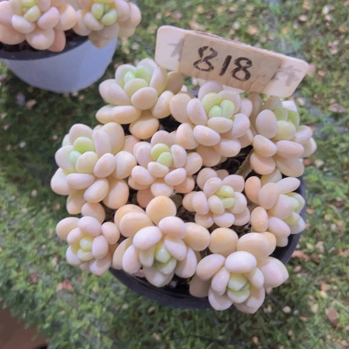 健健康康平平安安