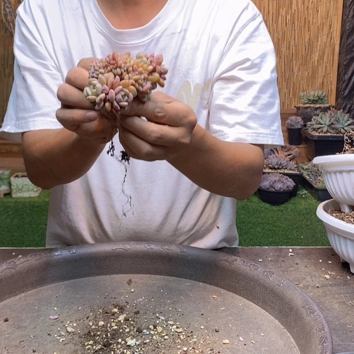@***雪995号小缀化多肉植物