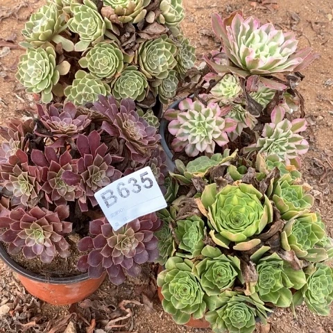 叶***子635四颗法师多肉植物