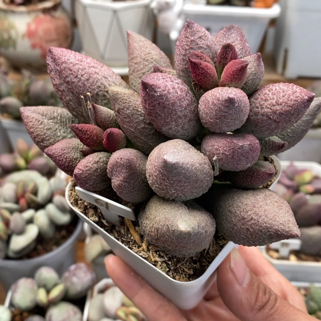 腹部水泡多肉植物