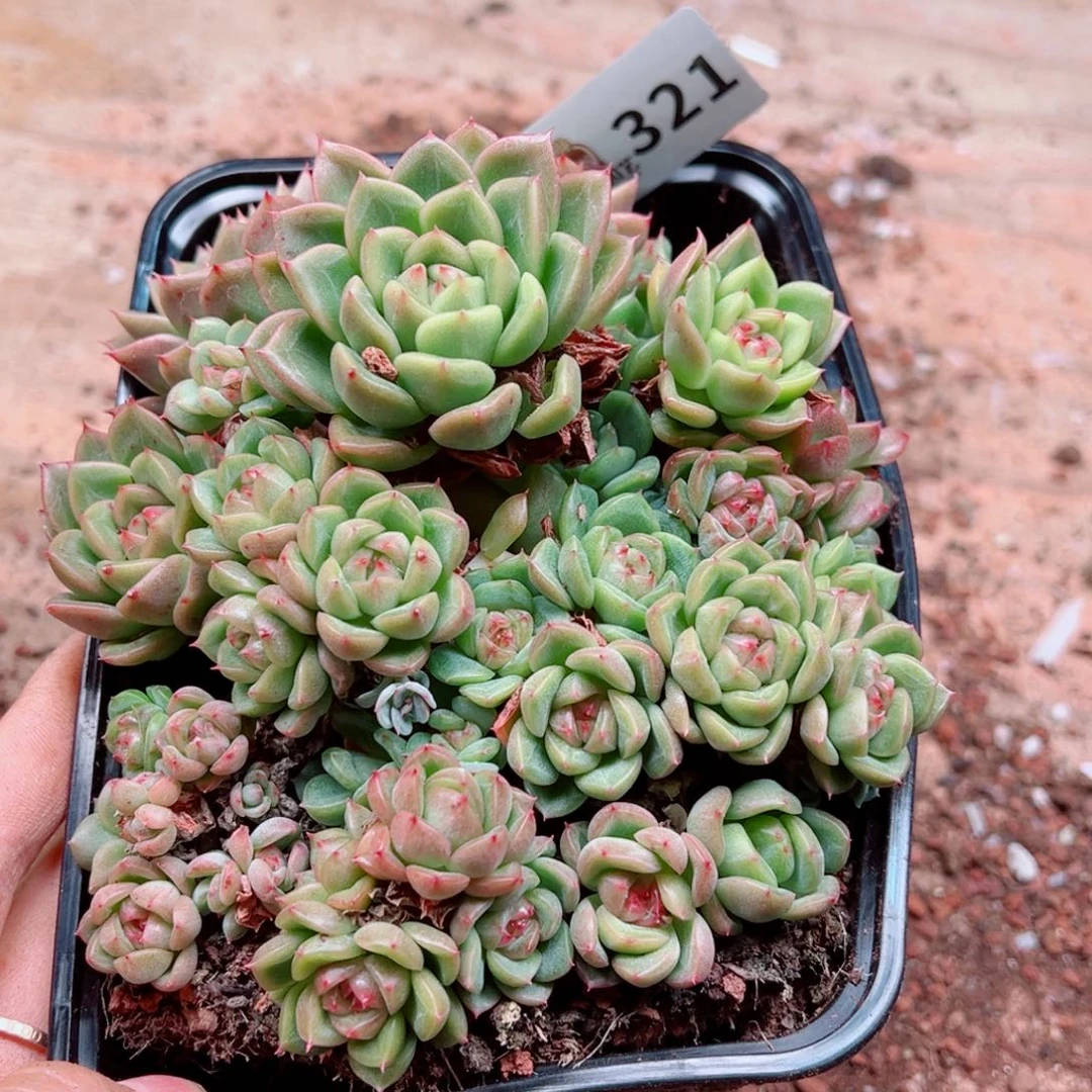 多肉植物多肉植物