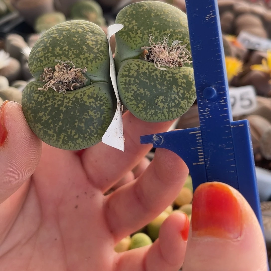 生石花一颗049.生石花