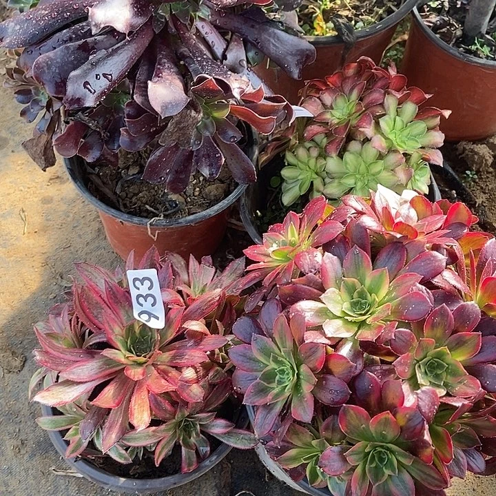 四科特价不包断933多肉不包断裸根