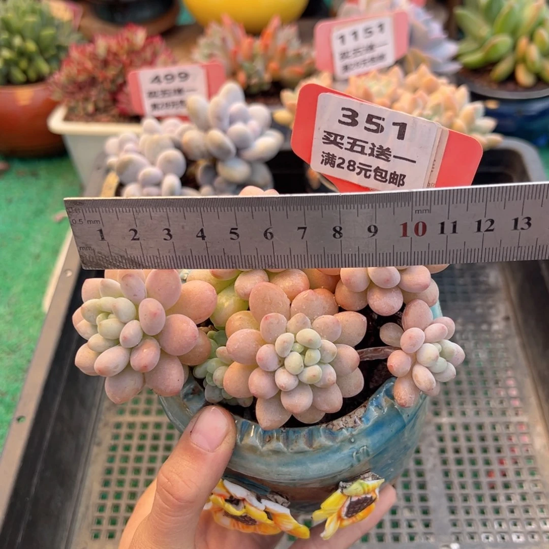 表妹精品多肉植物351.