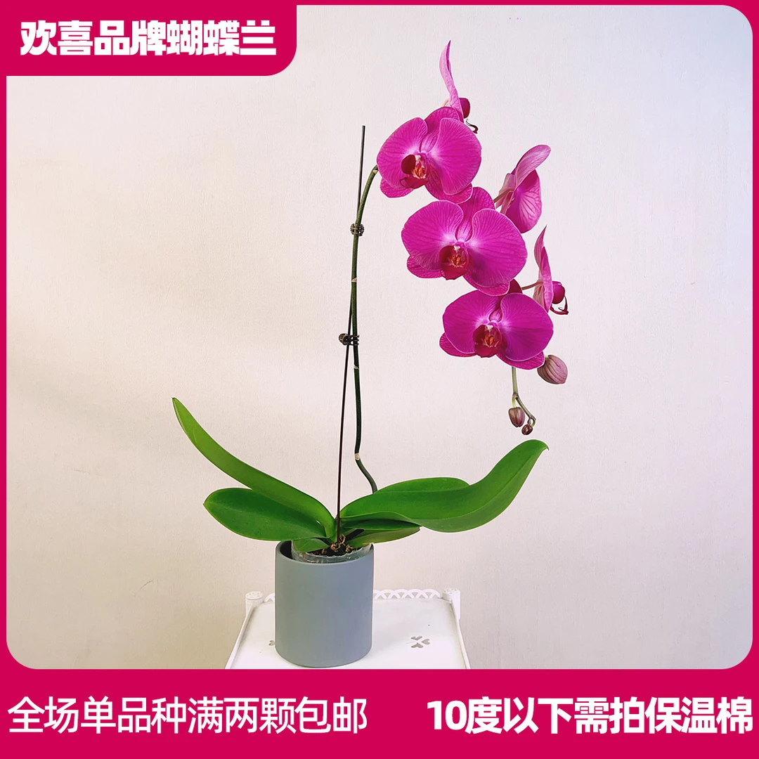 【锦绣山河】精品蝴蝶兰鲜花绿植室内花盆景