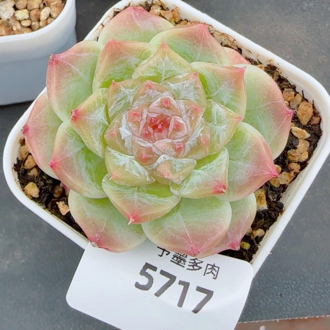 秘境冰魄福利，5717多肉植物