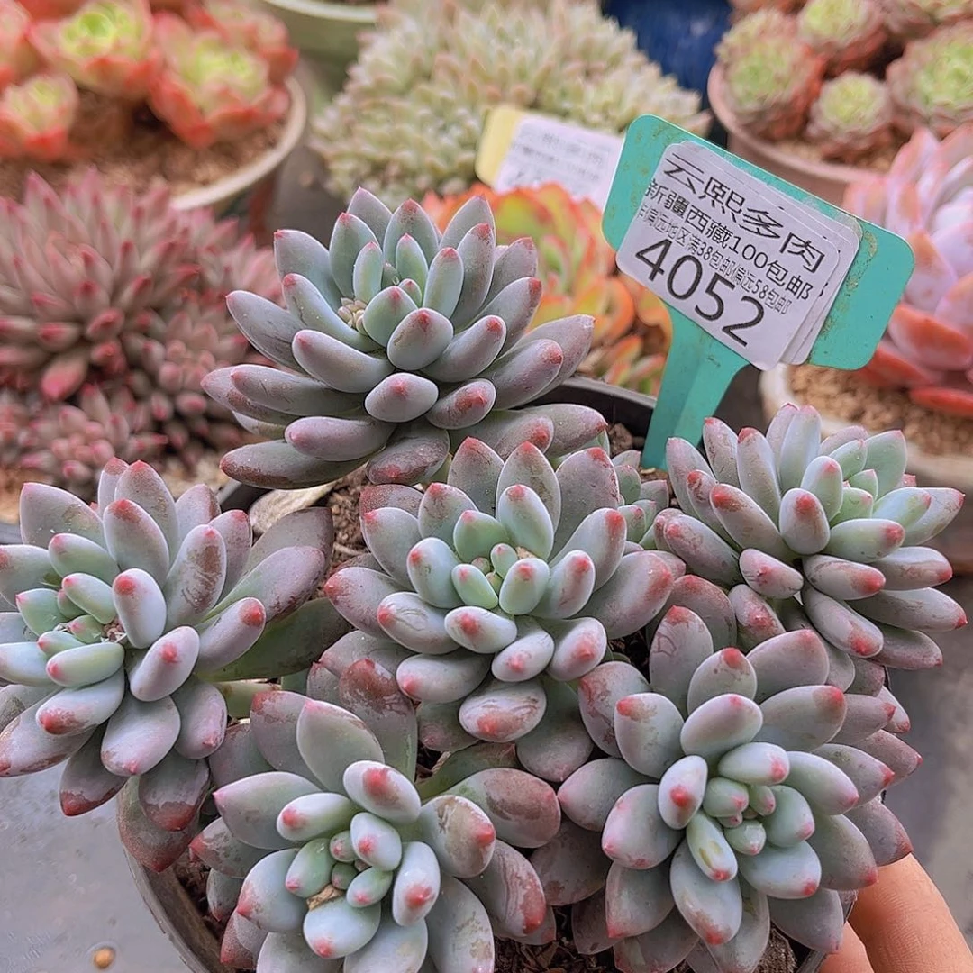 4052烟火多肉植物