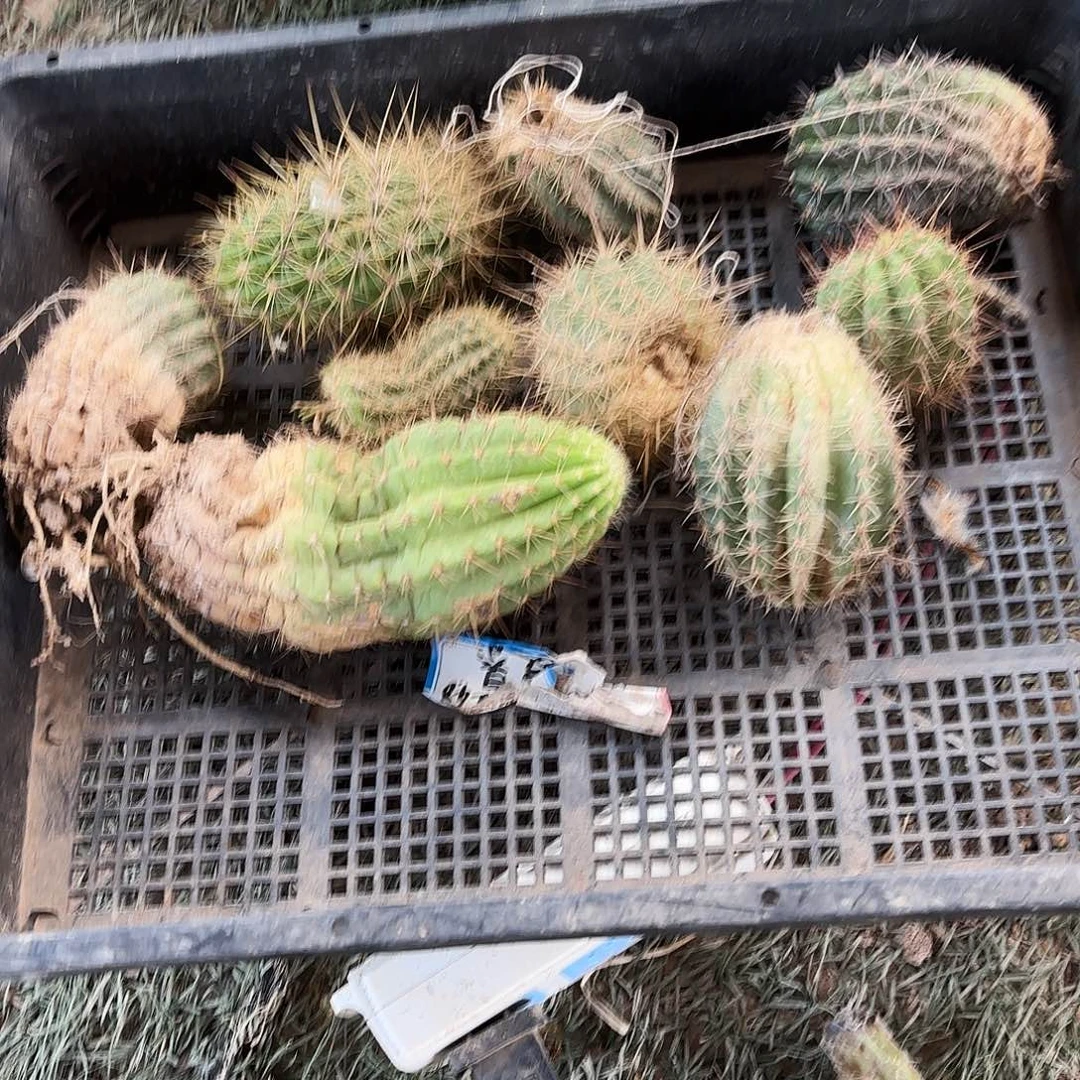 6 号筐瑕疵无售后仙人球