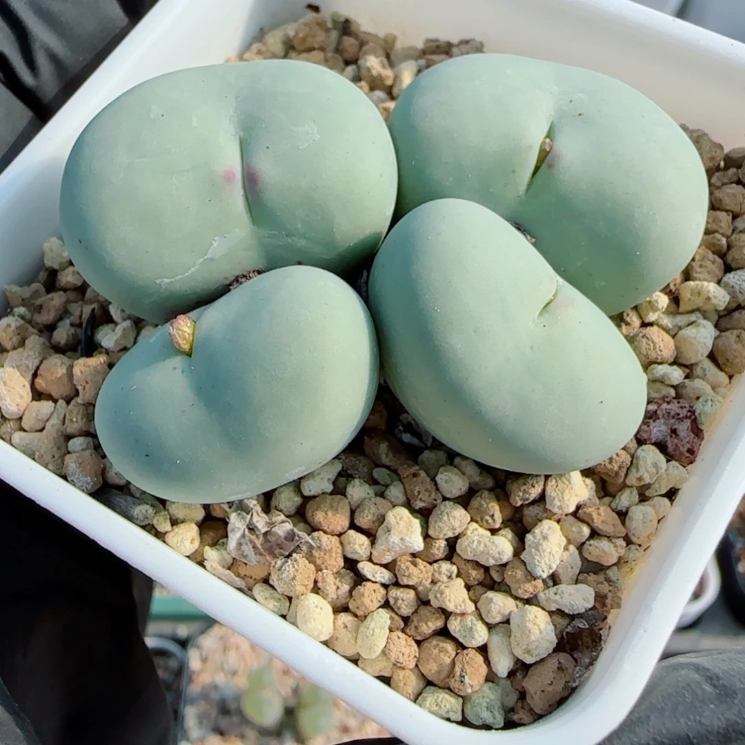 春***你多肉植物韩系大型嘟嘟43号