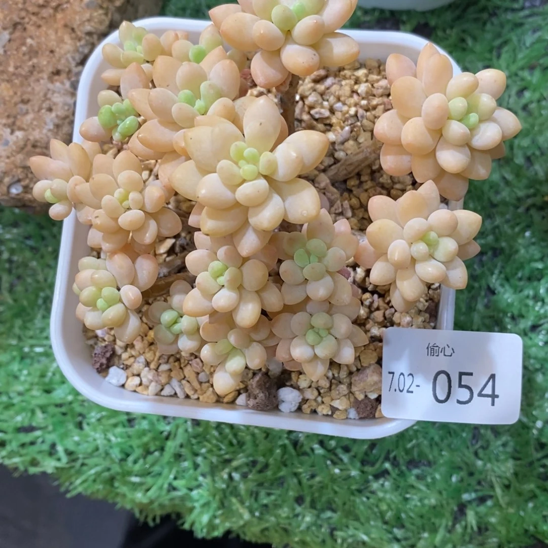 你****～702054多肉多肉多肉