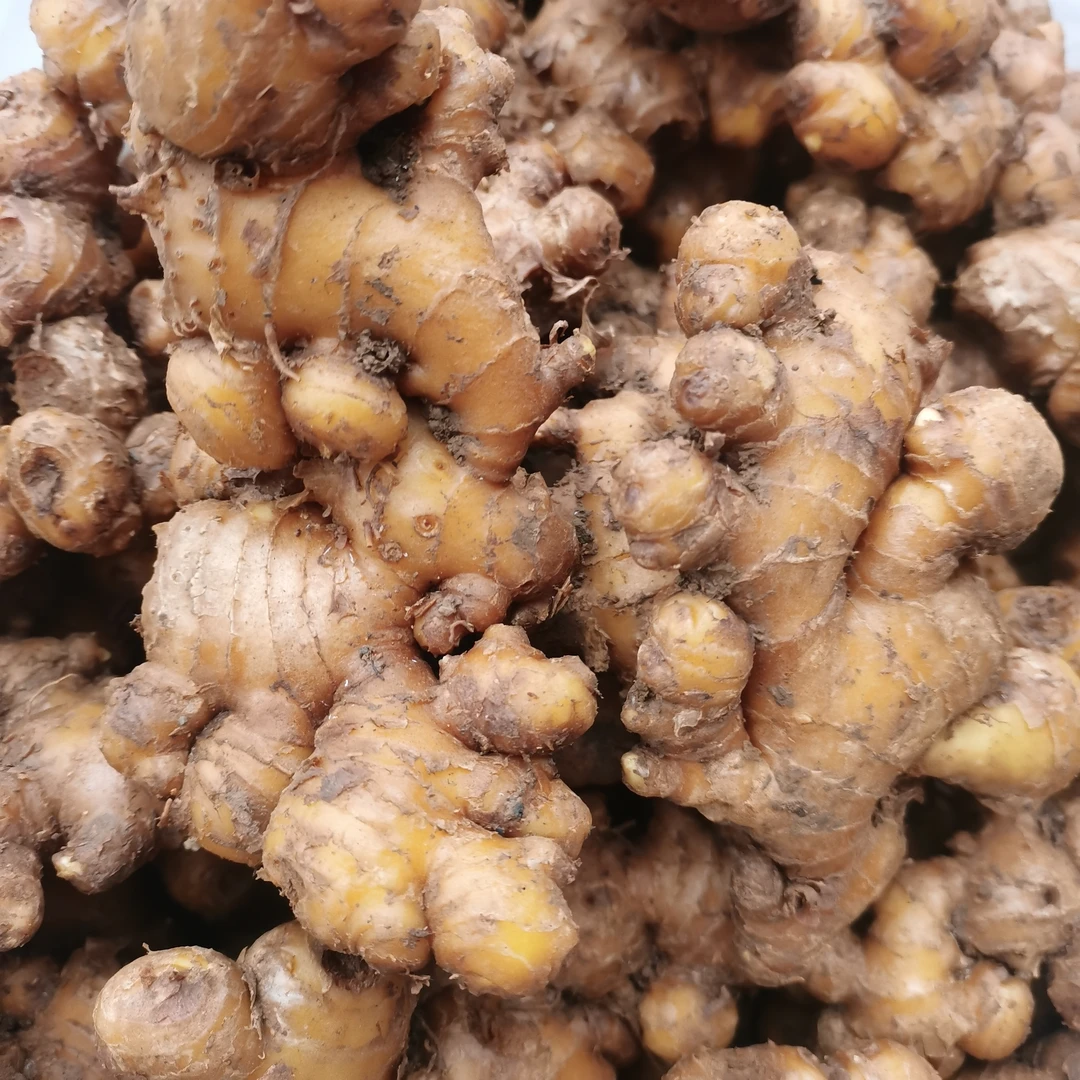 四川高山小黄姜可种植带泥发货