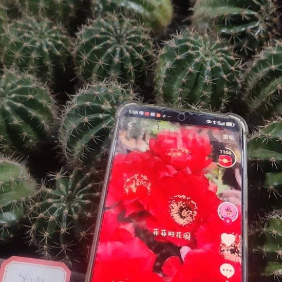 仙人球彩草心火侧芽