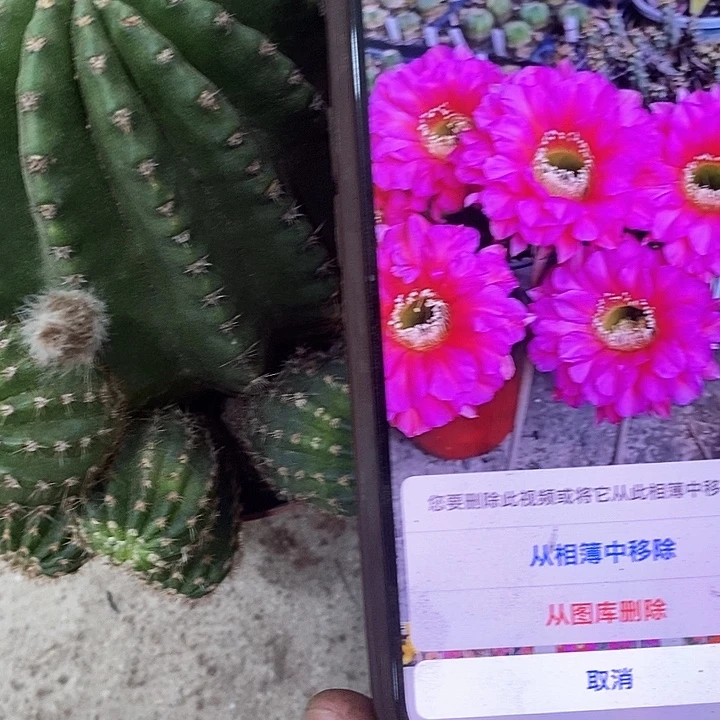 龙桃金仙人球，368900