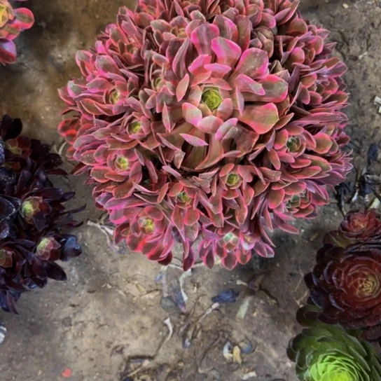 浣纱17.99加急发明天早上