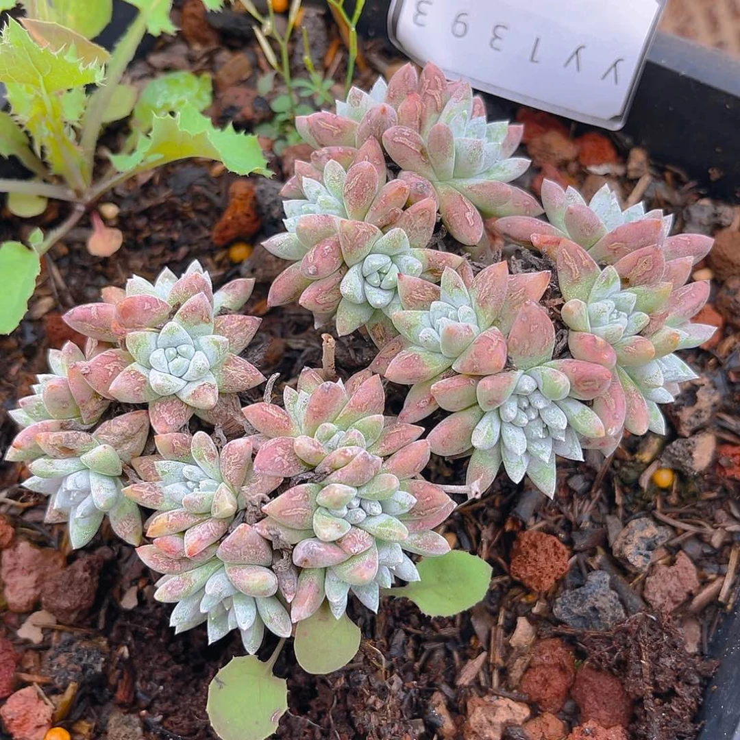 格诺马多头群生1393