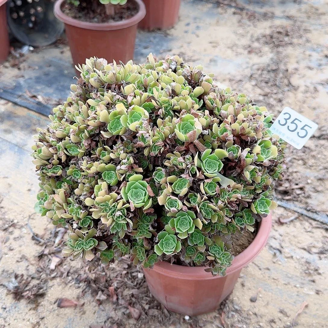 355玫瑰朵朵一颗呀呀