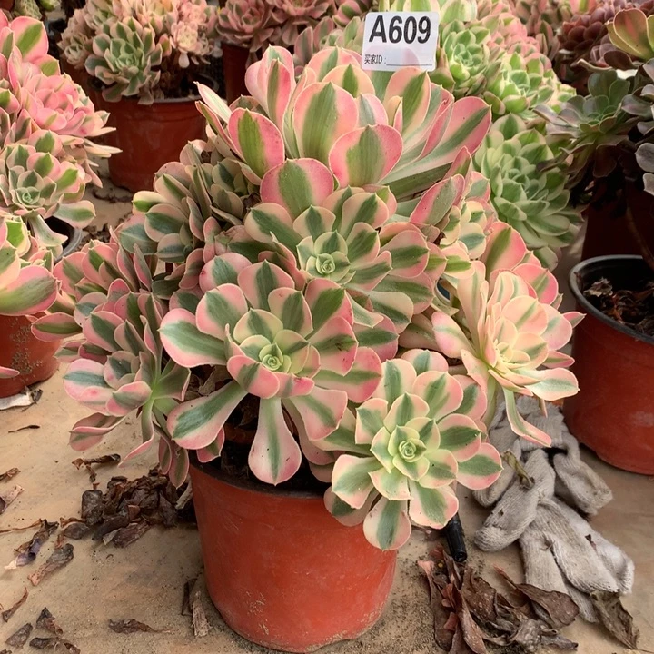 不***续609粉女巫多肉法师