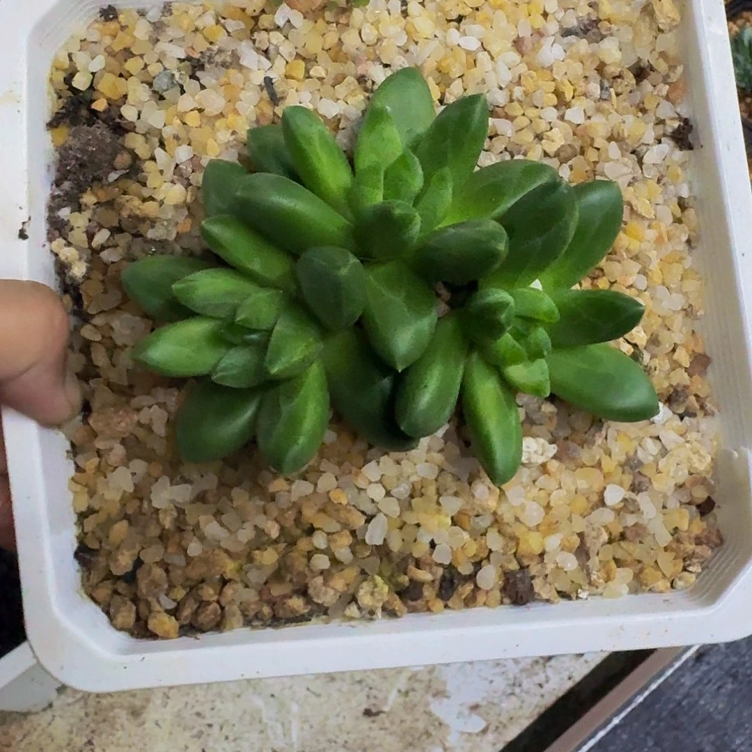 领航员 冰晶翡翠 3头   一物一拍