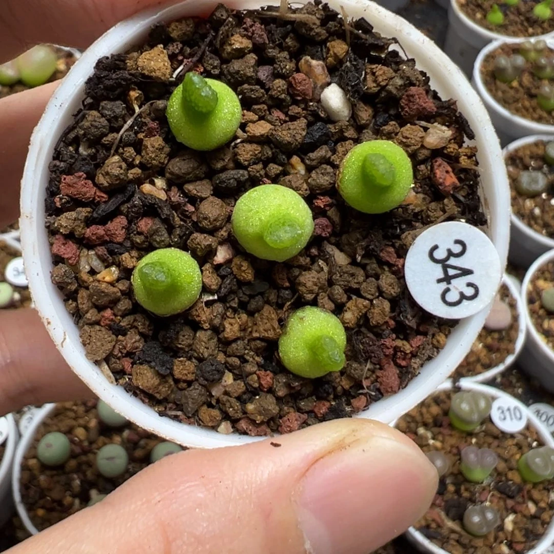 小葫芦一颗脱土343000