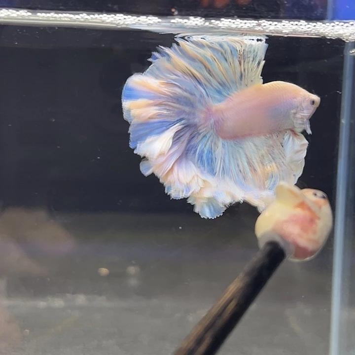 斗鱼好鱼大爆发9号：