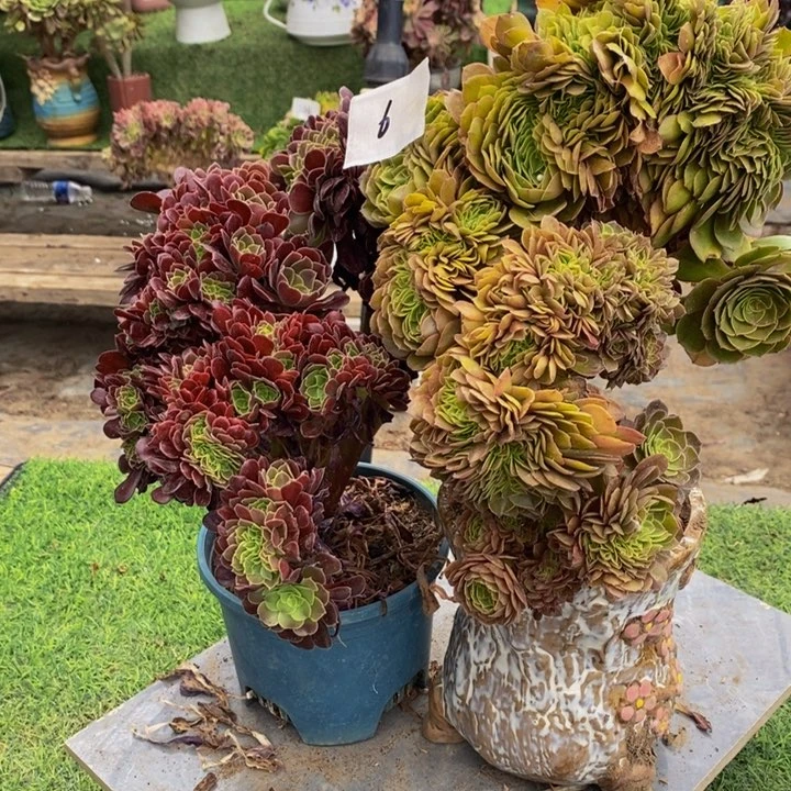 冬***子6号欧紫➕万圣节多肉