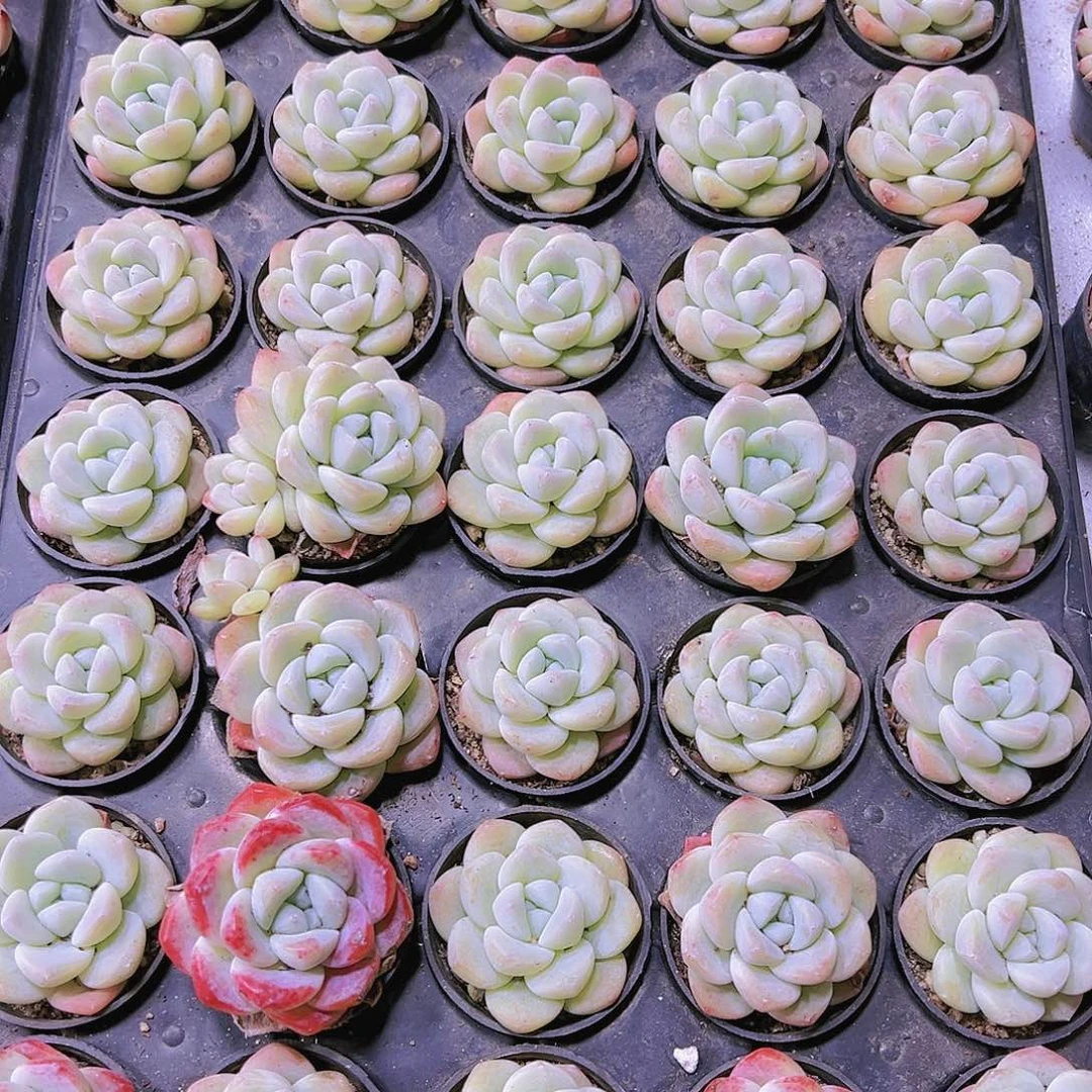 单头奶冰带盆带土19包邮