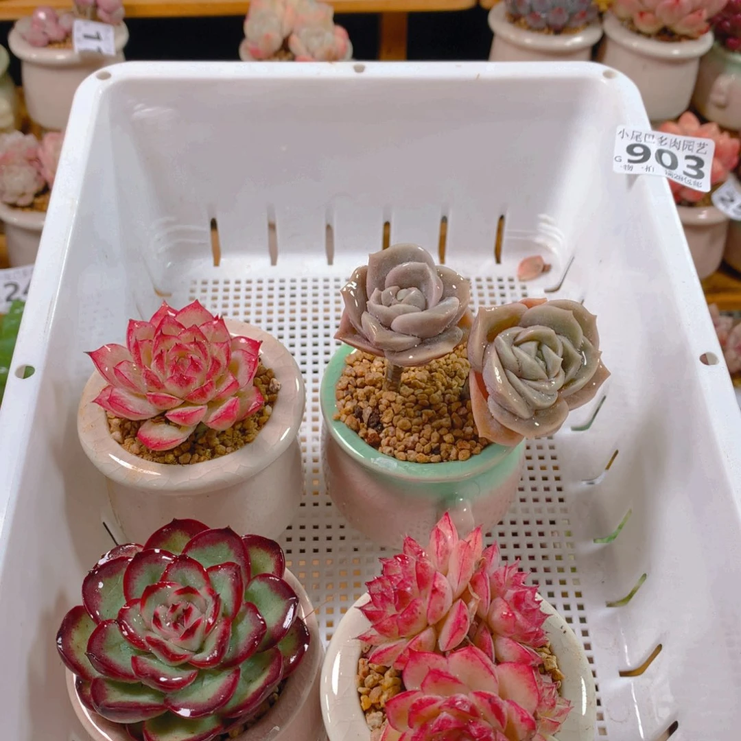 小尾巴多肉园艺5CM迷你拇指盆栽903